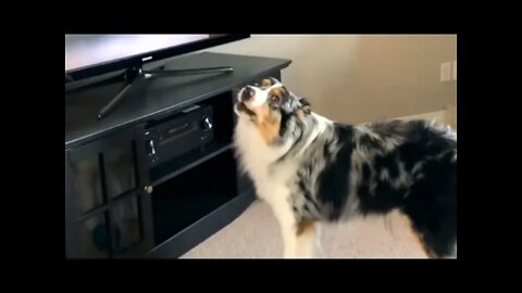 Cute Funny Dogs Barking and Howling