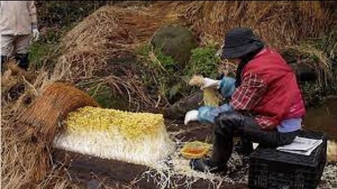 Japan Giant Bean Sprout Farming and Harvesting - Amazing Japan Agriculture Technology