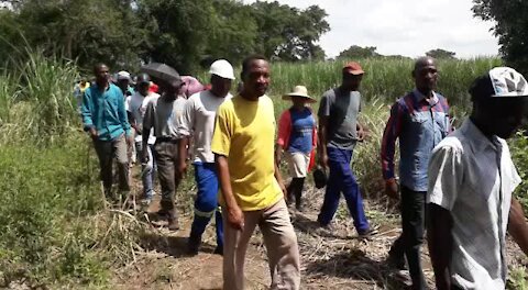 SOUTH AFRICA - KwaZulu-Natal - Crocodile terrorises villagers (Videos) (kE4)