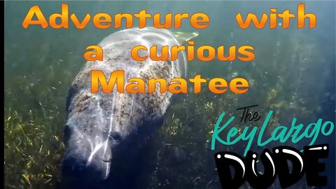 A Cute and Fat Old Mermaid | Manatee in the Florida Keys 4K