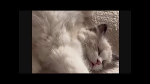 Sleepy cats like angels _ So adorable