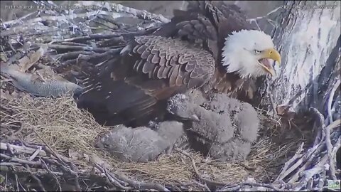 Hays Bald Eagles Mom Defends the Nest from an Intruder 857am 41722