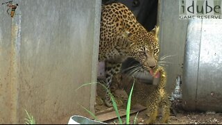 UNIQUE FOOTAGE: Wild Leopard Stores Cub In Humans Storage Shed!!!
