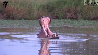 Angry Hippopotamus