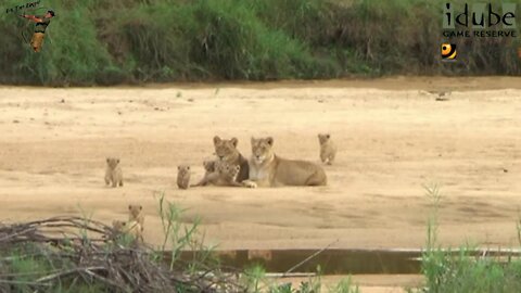 Daughters Of The Mapogo Lions - Rebuilding The Othawa Pride - 1: The New Cubs Come Out To Play