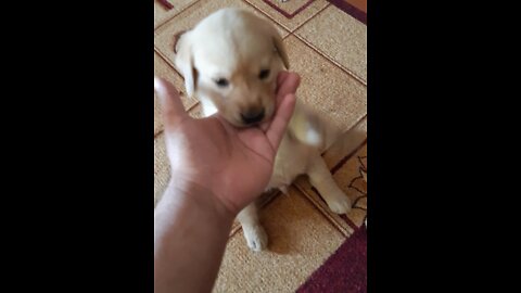 Funny Labrador pup playing