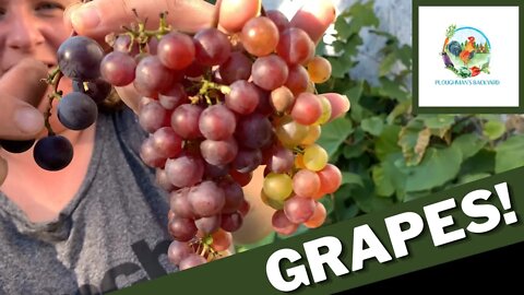 We Have Grapes! | Fresh Off The Vine | Backyard Harvest
