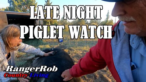 Late Night Piglet Watch, Idaho Pasture Pig