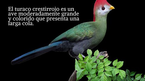 El turaco crestirrojo (Tauraco erythrolophus) de la familia Musophagidae, el turaco crestirrojo es un ave moderadamente grande y colorido que presenta una larga cola.