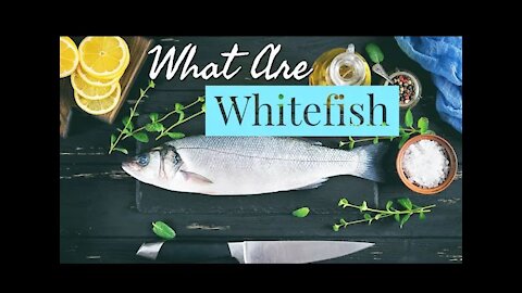 What is Whitefish? ~ History ~ Cooking ~ The Types and Much MORE