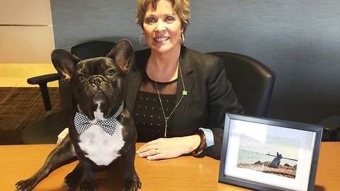 Famous French Bulldog surprises fan at work