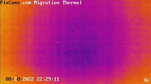 Night migrating birds on thermal camera - 8/28/2022 @ 22:28 - Odd Flight Path