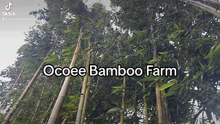 Giant Timber - Oldhamii Bamboo - Clumping Bamboo Nursery 407-777-4807