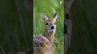 Chinese Water Deer 🦌 You Won't Believe Their Tusks!