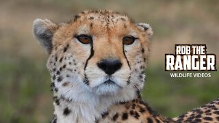 Cheetah Family On The Move | Maasai Mara Safari | Zebra Plains