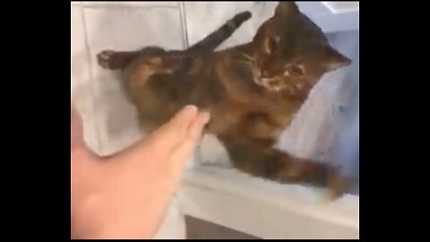 Funny Cats🐈 Punching with Hand