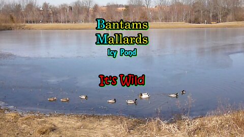 Bantams & Mallards Icy Pond