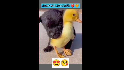 funniest animals cat 🐈 and chicken 🐔