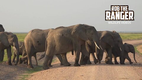 Elephants Crossing the Road In Amboseli | Zebra Plains Safari