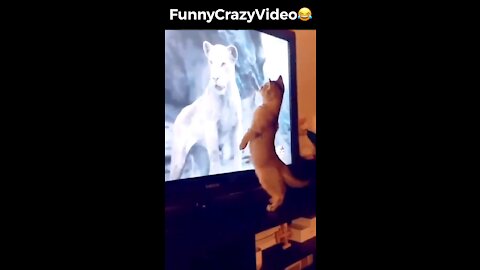 Mr FunnyCrazyVideo😂 Just Incredible Video Funny and Crazy #Like Follow for Follow 🥰