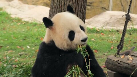 Rare Cute Giant Panda eating bamboo stems, Shanghai Zoo, China