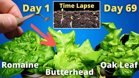 Growing Lettuce from Seed Plant Time Lapse