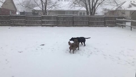 Dogs play in snow in Coweta neighborhood