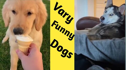 🤣🤣 Dog Videos 2022 t's time to LAUGH wth Dog's life🤣🤣