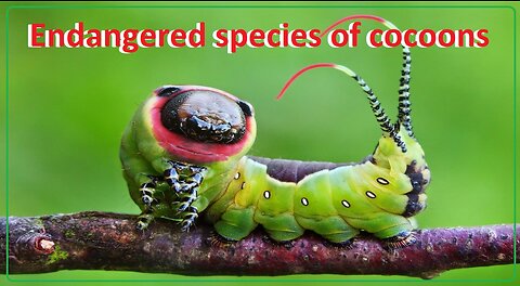 An endangered species of caterpillars