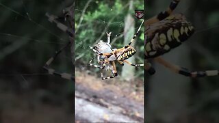 The Brazilian Wandering Spider Facts #shorts #amazingfacts #spider