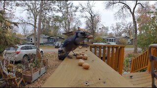 Blue Jays go nuts for peanuts