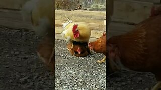 #chickens #rooster #homesteading #homesteadlife #farm #farmlife #farmanimals