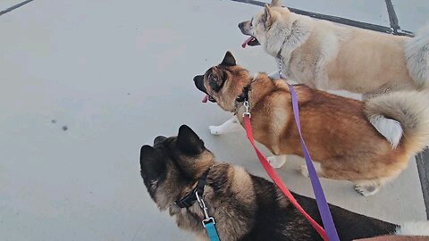 You can't walk 3 Akitas at the same time!