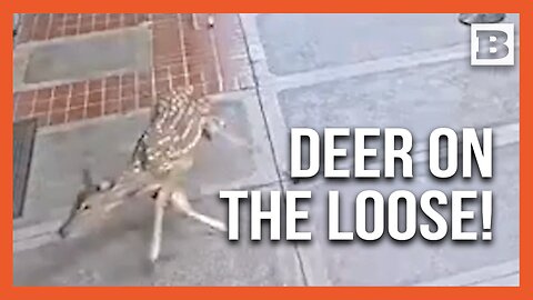 Unexpected Passengers: Wild Deer Dash Through Kahului Airport in Maui