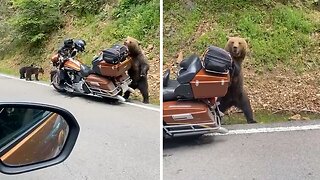 Bear In Romania Attacks Person's Chopper