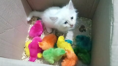 Colorful Chickens and a Tiny Kitten Steal Hearts in a Captivating Animal Video🐕