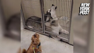 Reunited dogs have a howlin' good time in cute TikTok video