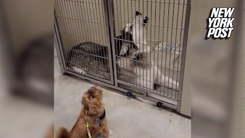 Reunited dogs have a howlin' good time in cute TikTok video
