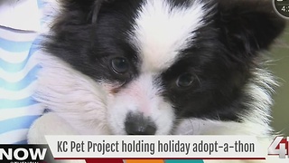 KC Pet Project to hold Holiday Adoptathon