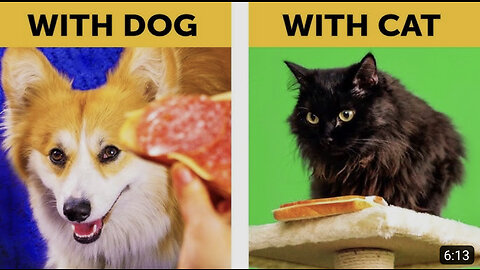 LIFE WITH DOG VS LIFE WITH CAT. Corgi life || Relatable facts by 5-Minute FUN