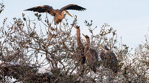 Juvenile Great Blue Heron Gets Air for the First Time