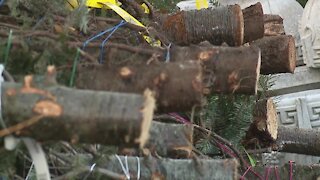 'They took several of our trees': Waldo Greenhouse now short on Christmas trees after break-in