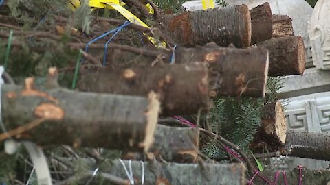 'They took several of our trees': Waldo Greenhouse now short on Christmas trees after break-in