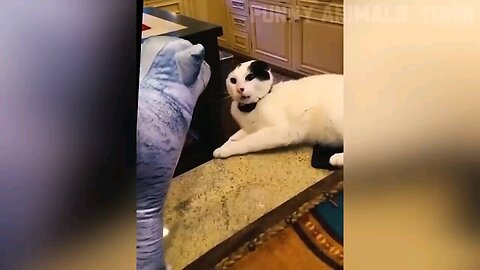 cats funny scenes 😺😺