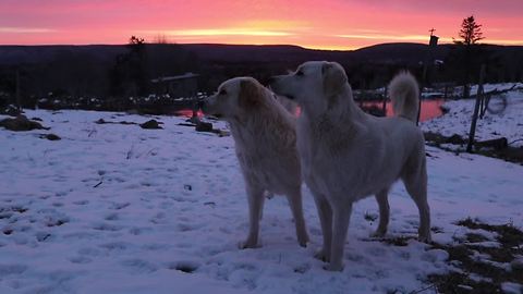Guard dogs play-fight during breathtaking morning sunrise