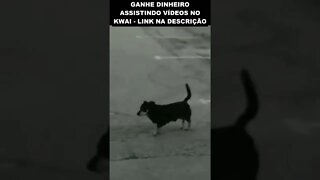 esse cachorro só pode ser de outro mundo