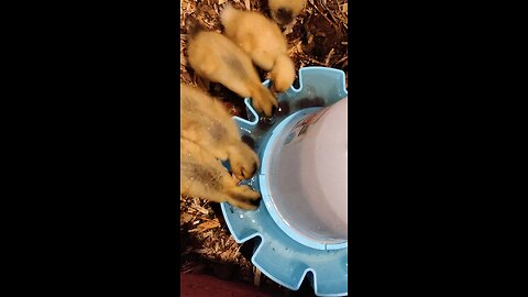 9 Day old Ducklings vs Cherries