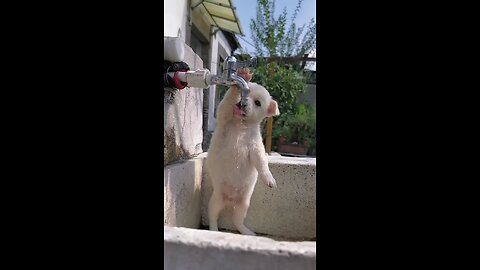 puppy drink water on the tap