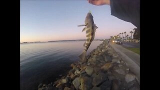 Smaller lures on drop shots rigs for Spotted Bay Bass in Harbor Island!