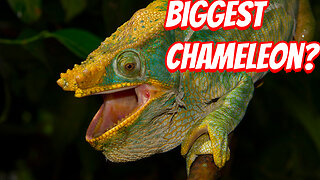 The Weirdest Chameleon To Ever Live!